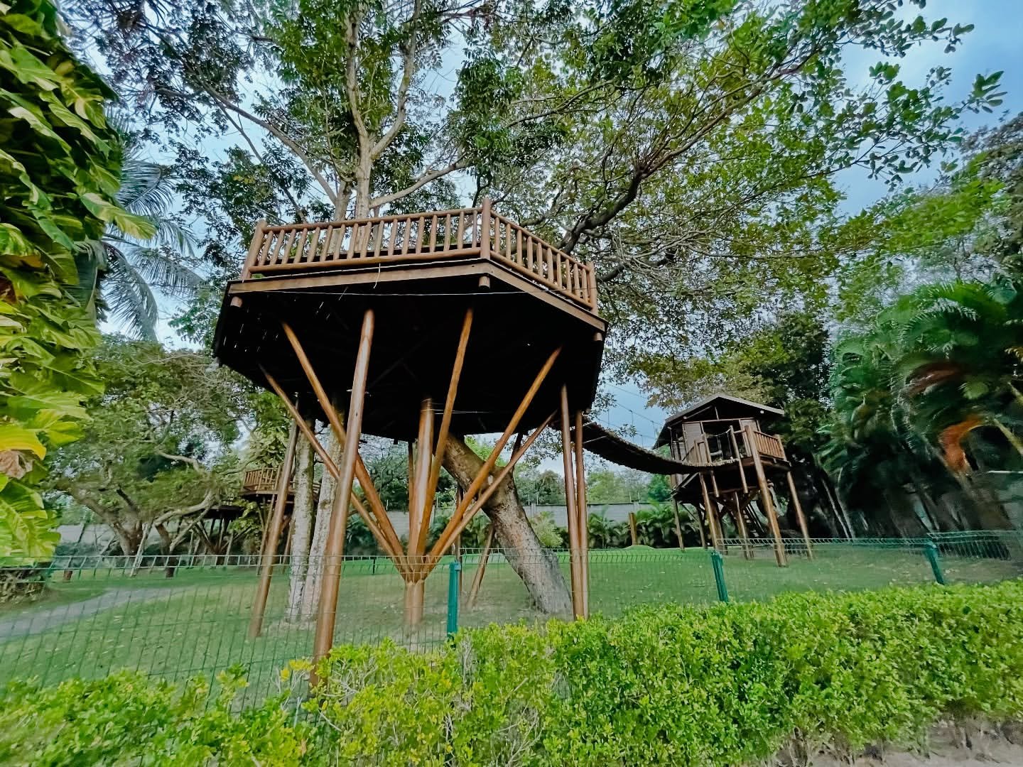 Bosque do Coqueiral — foto 4